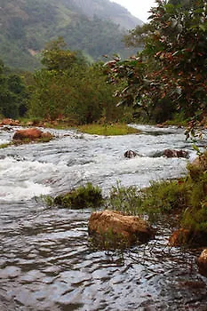 Wild Elephant Eco Friendly Resort Munnar