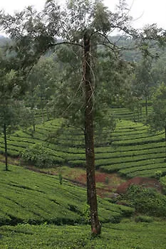Wild Elephant Eco Friendly Resort Munnar
