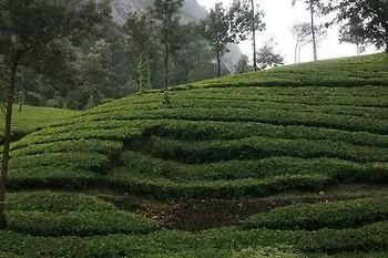 Wild Elephant Eco Friendly Resort Munnar