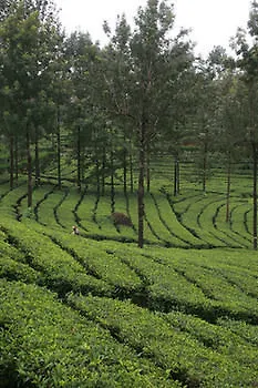 Wild Elephant Eco Friendly Resort Munnar Indie