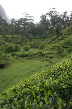 ***  Wild Elephant Eco Friendly Resort Munnar Indie